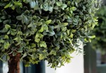 Buxus artificial decorativ Ø 40cm Boxwood - 105 cm