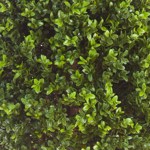 Buxus artificial decorativ Ø 50cm Boxwood - 140 cm