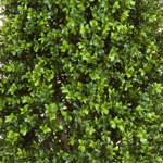 Buxus artificial decorativ Boxwood in ghiveci - 170 cm