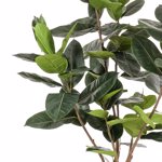 Ficus artificial Elastica in ghiveci negru din plastic - 210 cm