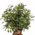 Ficus artificial Panda Botanic in ghiveci - 70 cm