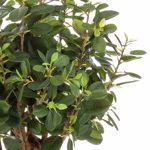 Ficus artificial Panda Botanic in ghiveci - 70 cm