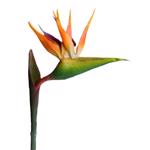 Strelitzia / pasarea paradisului artificiala portocaliu-mov  - 80 cm