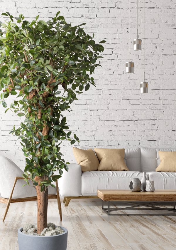 Ficus artificial Retusa cu trunchi natural - 220 cm